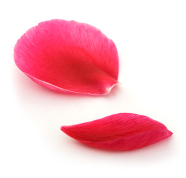 Rose Petals